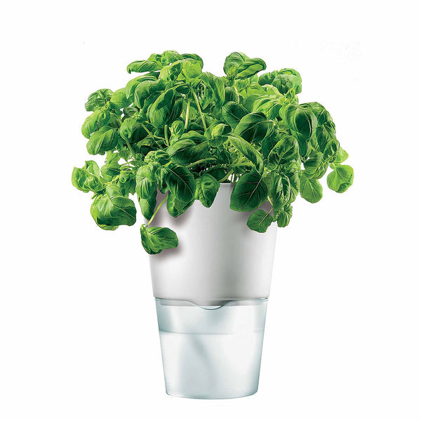 Eva Solo Selfwatering Herb Pot 13cm in Chalk White. SKU 568203. UPC 5706631006675. The system behind the self-watering pot is both simple and functional. Once the watering system has been established, the plant will look after itself most of the time.