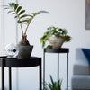 Perfect for prickly cacti, eye-catching succulents, tasteful ferns, and more. Place plants on both tiers for a layered effect or use the top tray to set down your phone or drink.