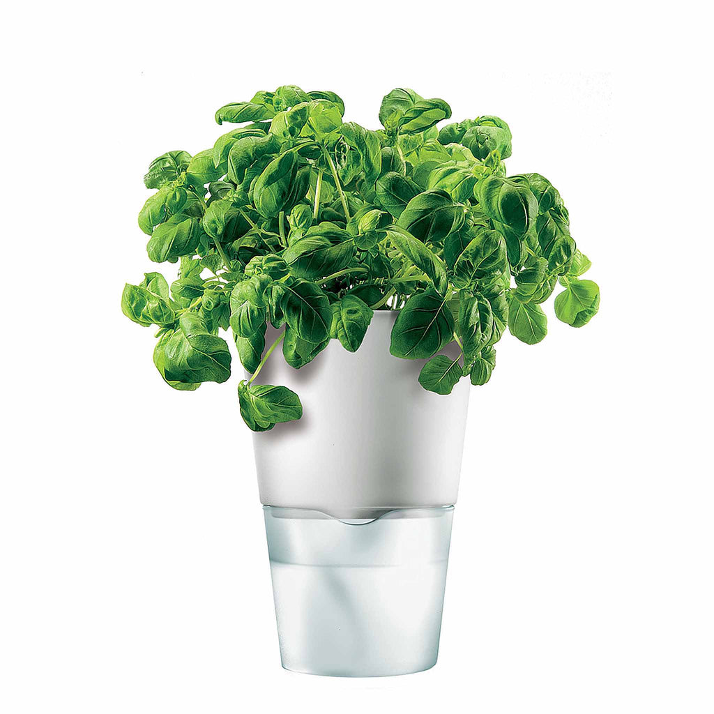 Eva Solo Selfwatering Herb Pot 13cm in Chalk White. SKU 568203. UPC 5706631006675. The system behind the self-watering pot is both simple and functional. Once the watering system has been established, the plant will look after itself most of the time. 