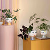 Bjørn Wiinblad Eva Flowerpot 56512. This version of Bjørn Wiinblad's famous plant pot depicts Eve, on a beautifully decorated base. It will add a touch of retro cool to your home with its elegant neck and the charming female face motif. 